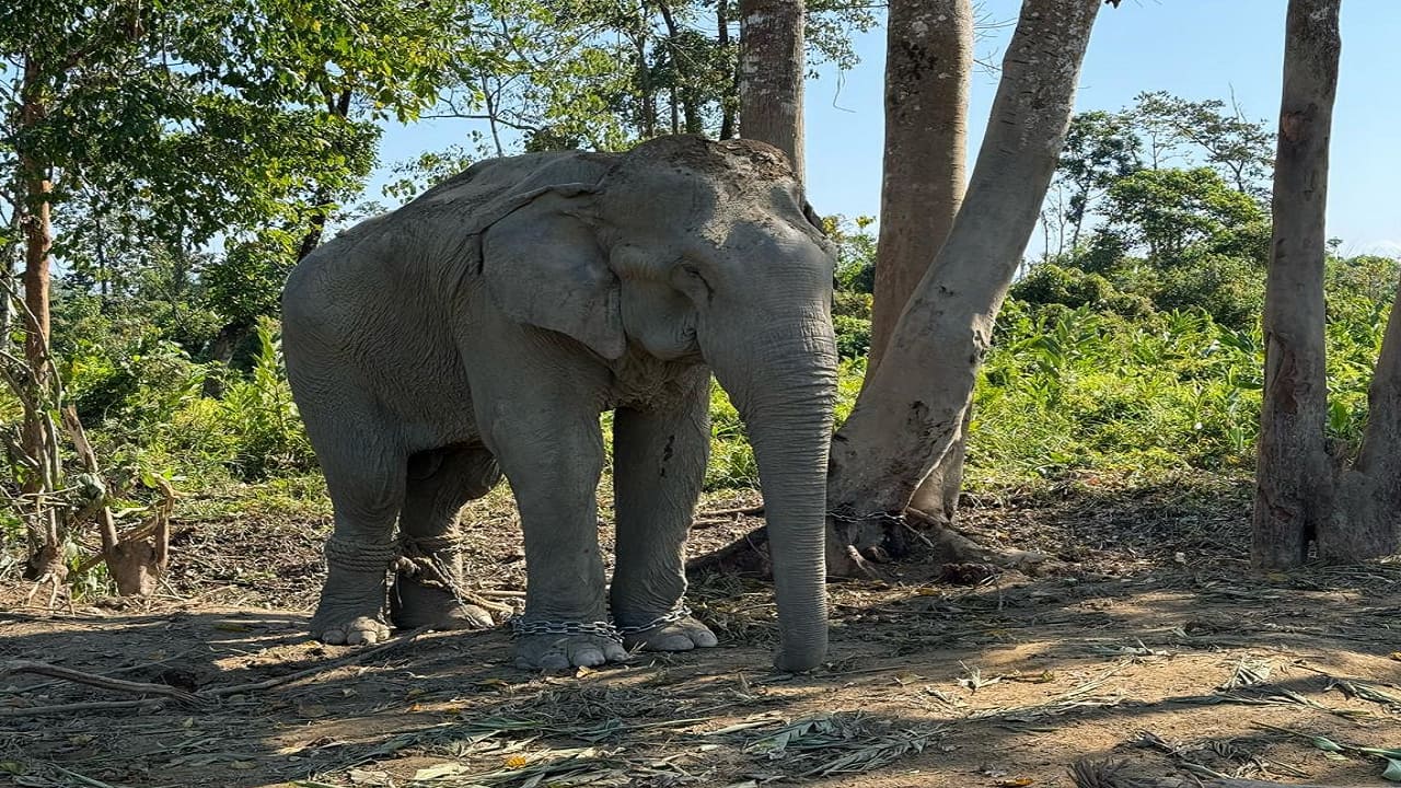 CITES flags Vantara’s 'exceptionally high' care standards after India visit