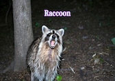 10 amazing night animals that come alive only after dark