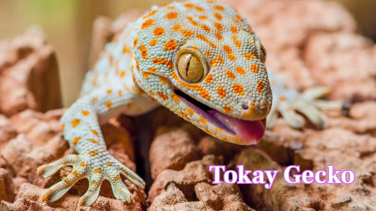 Tokay Gecko: Tokay geckos climb walls and trees after dark, using sticky toes to hunt insects, while producing loud, echoing territorial calls that dominate the night. (Image: Canva). 