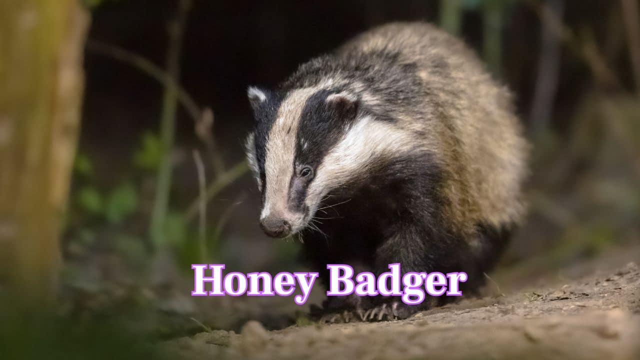 Honey Badgers roam by night fearlessly. They tirelessly look for honey, insects, reptiles by digging. They can kill larger predators too. (Image: Canva). 