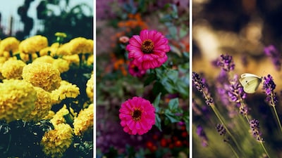 Five kinds of blooms to grow in autumn for a beautiful winter garden