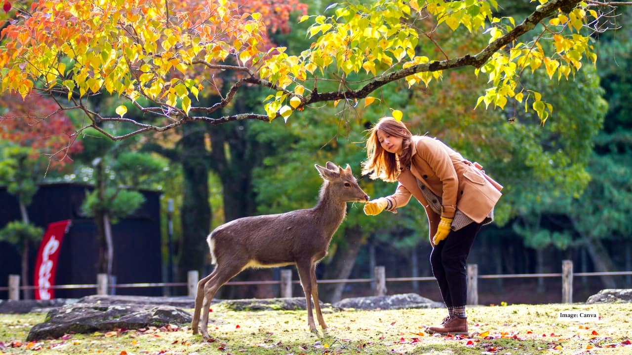 Nara, Japan 