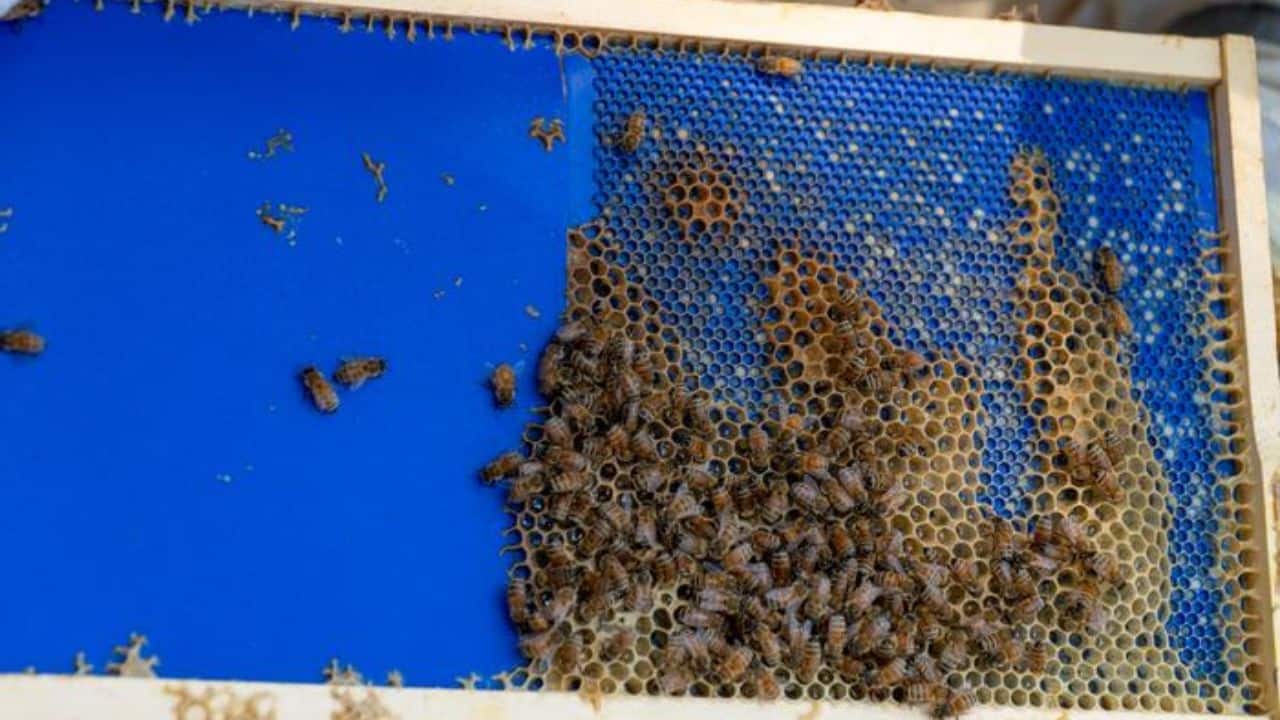 Honeybees solve puzzles to build efficient honeycomb structures, study reveals how
