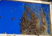 Honeybees solve puzzles to build efficient honeycomb structures, study reveals how