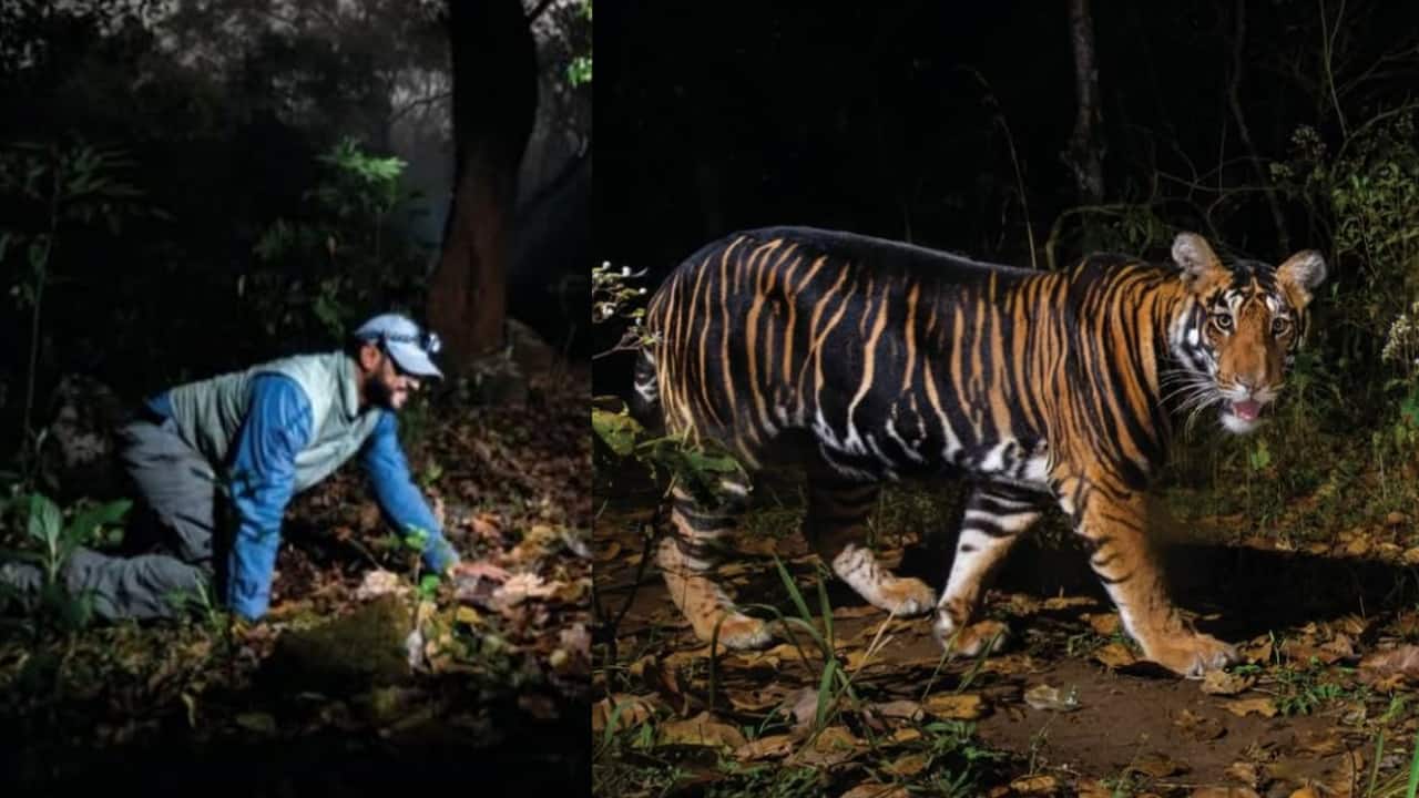 This Indian photographer captures breathtaking shot of rare black tiger after 120 days in the wild