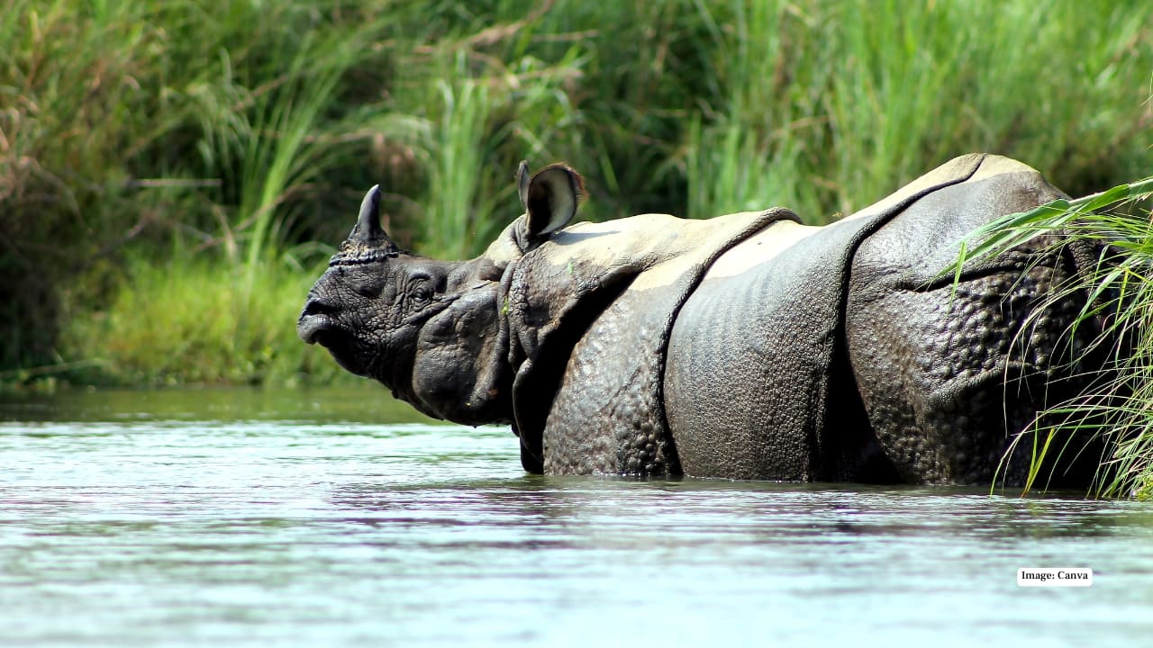 9. Chitwan National Park, Nepal Chitwan is where Nepal’s wilderness comes alive. From spotting tigers and rhinos on jeep safaris to drifting through wetlands in a canoe, this Terai lowland park offers up-close encounters with nature you’ll never forget.