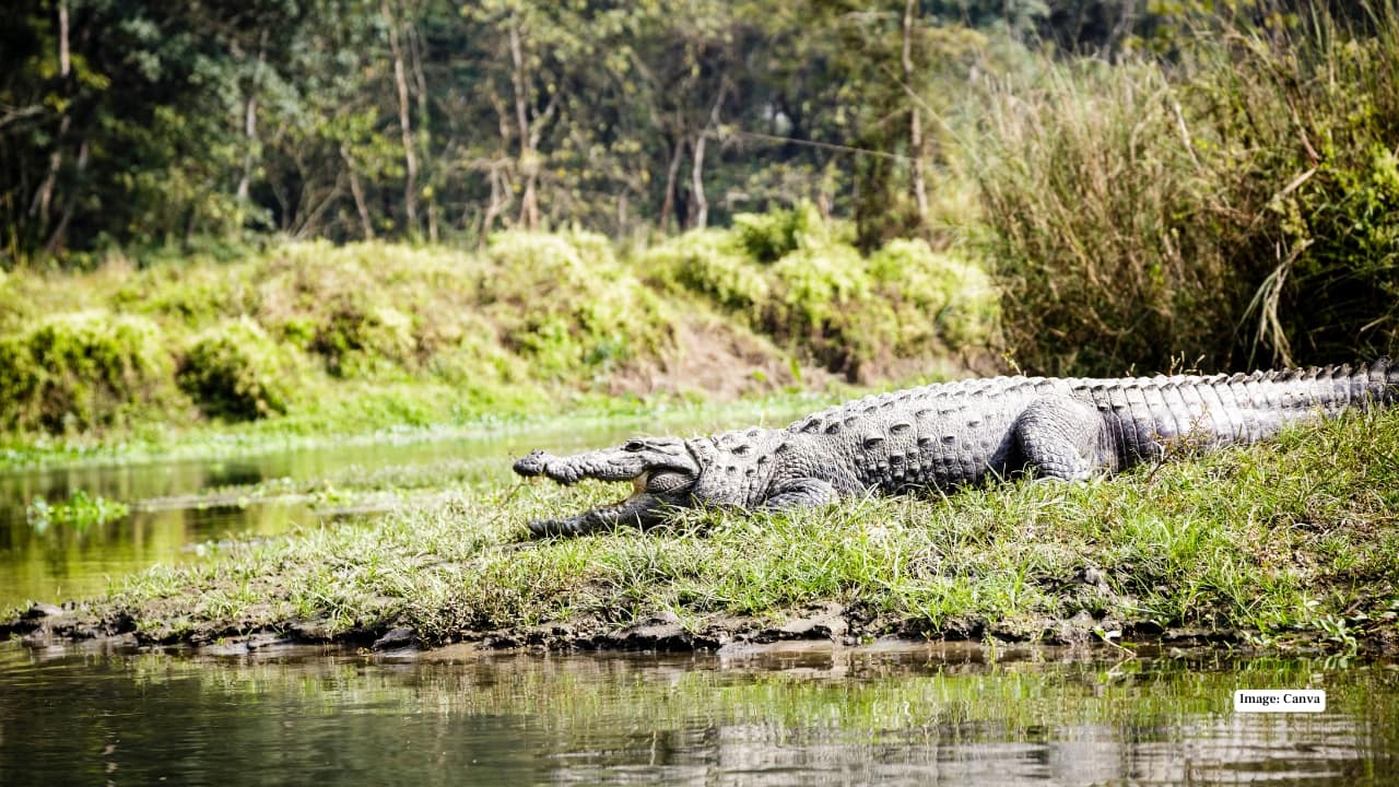 Asia is a continent of extremes, where towering peaks meet jungle canopies, crystal-clear rivers flow through untouched valleys, and rare wildlife roams freely. For travelers craving adventure, wonder, and a taste of nature in its purest form, Asia’s UNESCO World Heritage-listed national parks are a dream come true. Here’s a curated list of 13 must-visit parks that will leave you spellbound.