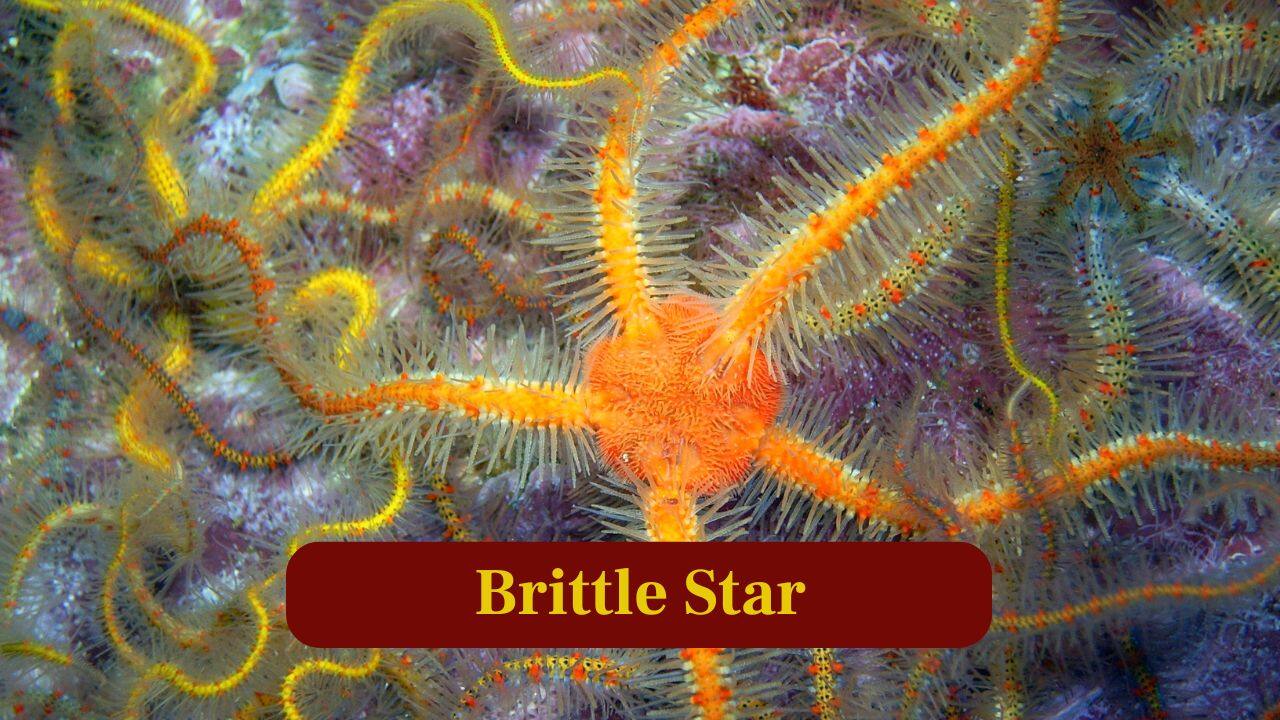 10 fascinating animals without brains and how they survive ...