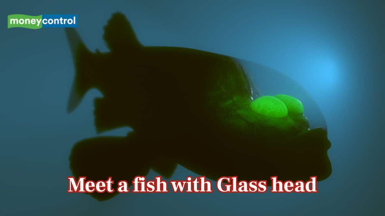 Pacific’s Mysterious Barreleye Fish: A see-through glass-headed creature with glowing eyes to spot prey