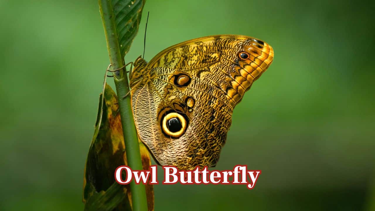 Owl Butterfly: The owl butterfly in Central and South America uses camouflage. Big eyespots on its wings look like an owl, intimidating predators while merging with the shadows of the forest. (Image: Canva)