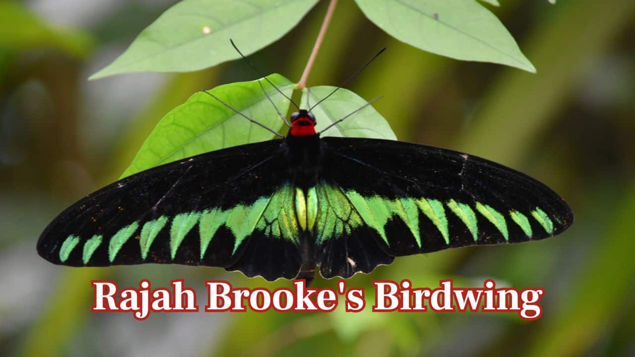 Rajah Brooke's Birdwing: Rajah Brooke's Birdwing exists in Southeast Asian rain forests. Its black wings featuring electric-green bands appear majestic, garnering it the reputation as one of the most beautiful butterflies in the tropics. (Image: Canva)