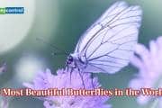 World’s 9 most beautiful butterflies with unique colours and where they live