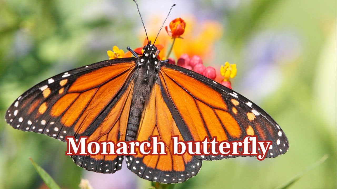 Monarch: The monarch is native to North America and travels thousands of miles annually. Its vibrant orange and black wings signal dangerous toxicity from milkweed, the Monarch caterpillar's food source. (Image: Canva)