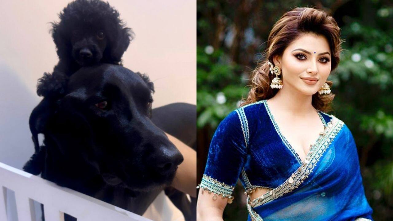 Urvashi Rautela introduces her adorable new fur baby; names it Kylie Rautela