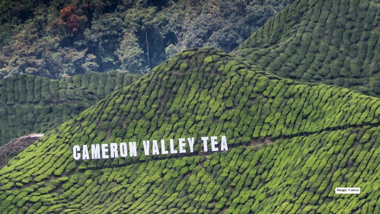 Cameron Highlands: Malaysia’s Exotic Hill Station of Lush Green Valleys and Vibrant Flowers