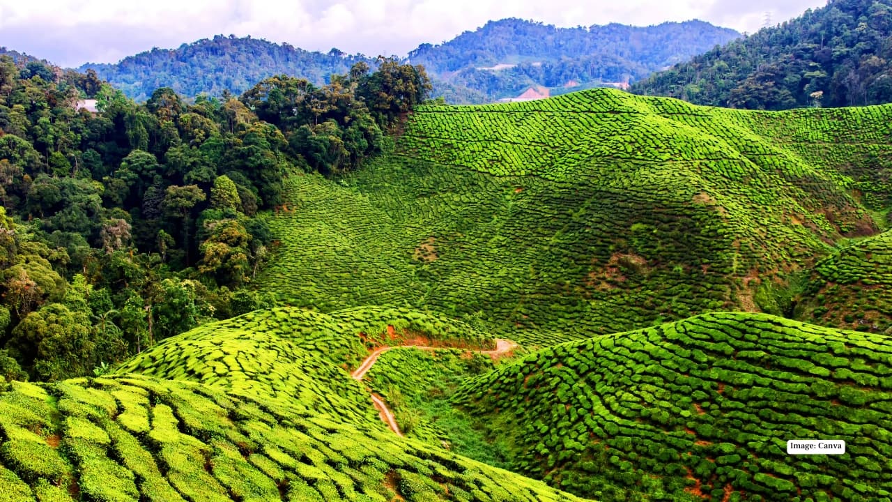Cameron Highlands, Malaysia