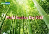 World Bamboo Day 2025: Date, theme, history and significance