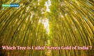 Do you know which tree is called 'green gold of India'?