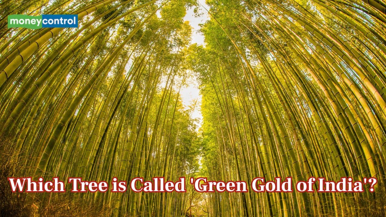 Do you know which tree is called 'green gold of India'?
