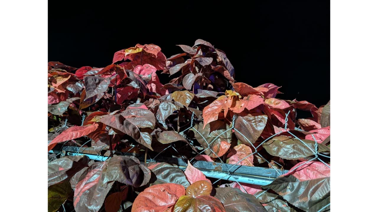 pixel10procam11