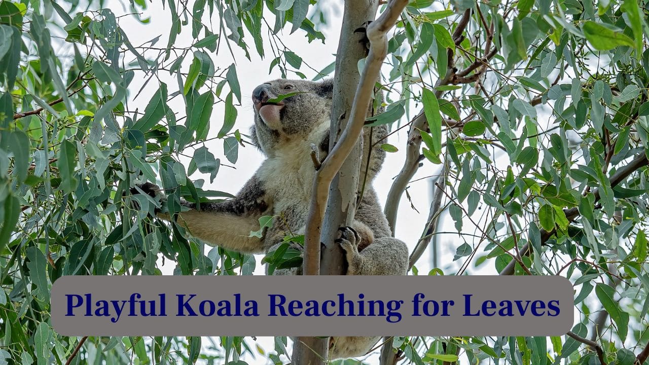 2. Playful Koala Reaching for Leaves: This curious koala stretches out its little arms, eagerly reaching for eucalyptus leaves, creating a picture full of innocence. (Image: Canva)