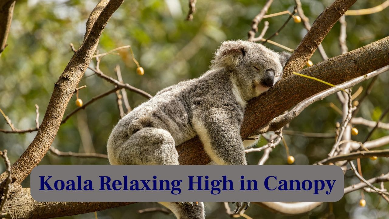5. Koala Relaxing High in Canopy: Perched high above, this koala lounges lazily in the treetop canopy, enjoying peace and safety among leafy branches. (Image: Canva)