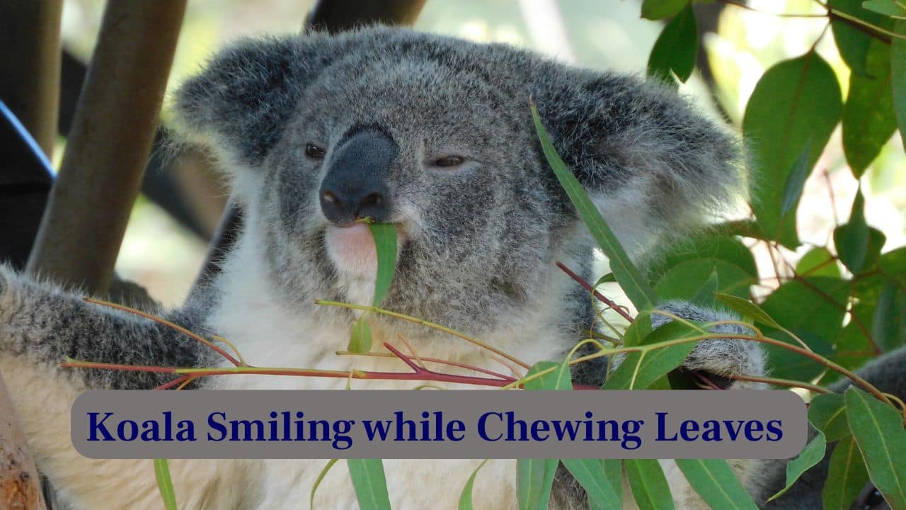 6. Koala Smiling While Chewing Leaves: This koala appears to smile while munching eucalyptus leaves, instantly brightening anyone’s day with pure charm. (Image: Canva)