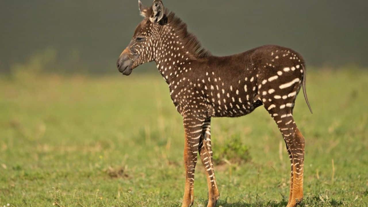 Meet Tira: The World's rarest 'polka-dot zebra' found in Kenya's Masai Mara