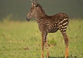 Meet Tira: The World's rarest 'polka-dot zebra' found in Kenya's Masai Mara