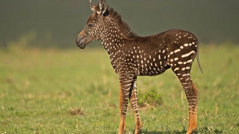 Polka-dot zebra foal spotted in Kenya’s Masai Mara (Image: Masai Mara National Reserve)