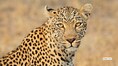 Leopard enters housing society in Thane district; rescue operation underway