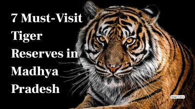 7 Must-Visit Tiger Reserves in Madhya Pradesh