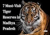 7 Must-Visit Tiger Reserves in Madhya Pradesh
