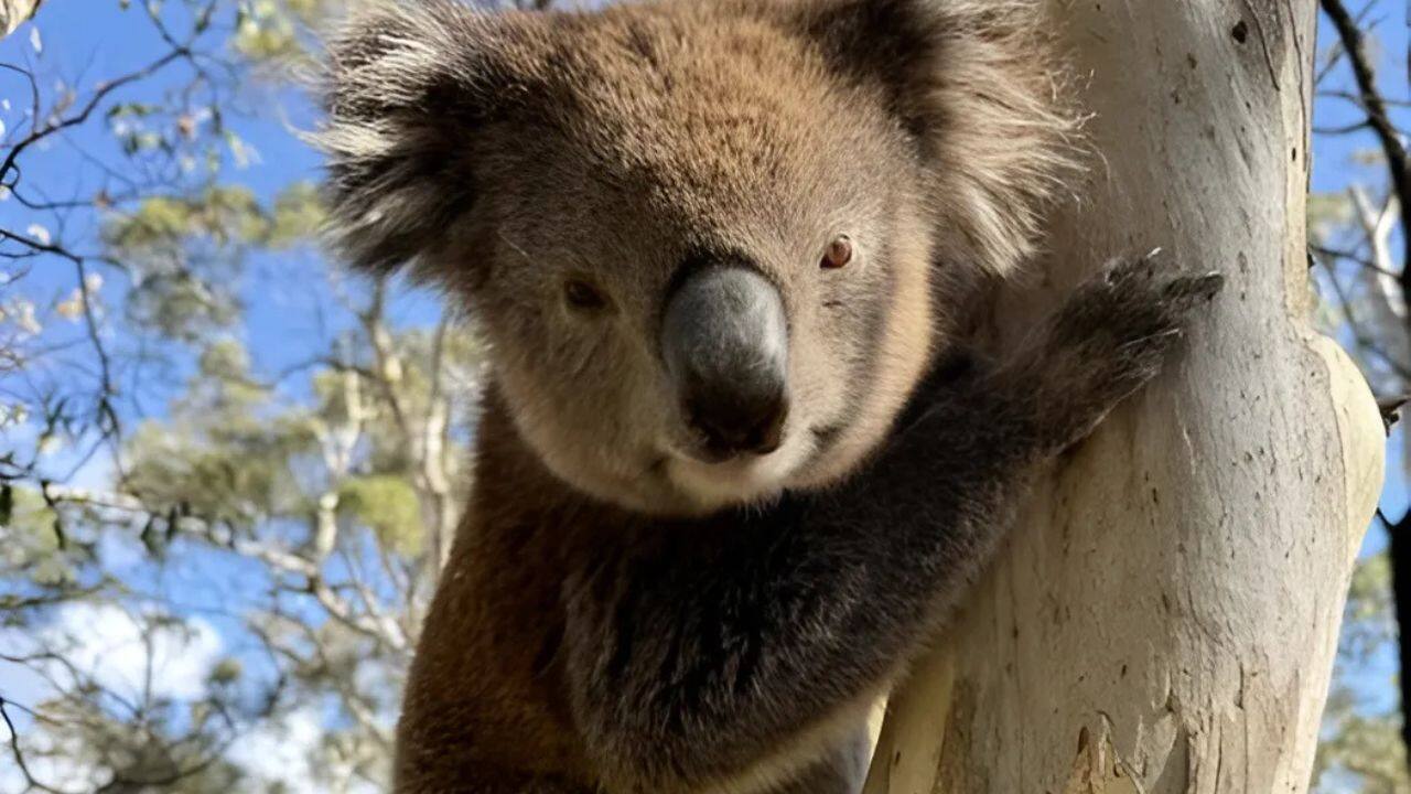Kangaroo Island Koalas face hidden genetic threats despite abundance