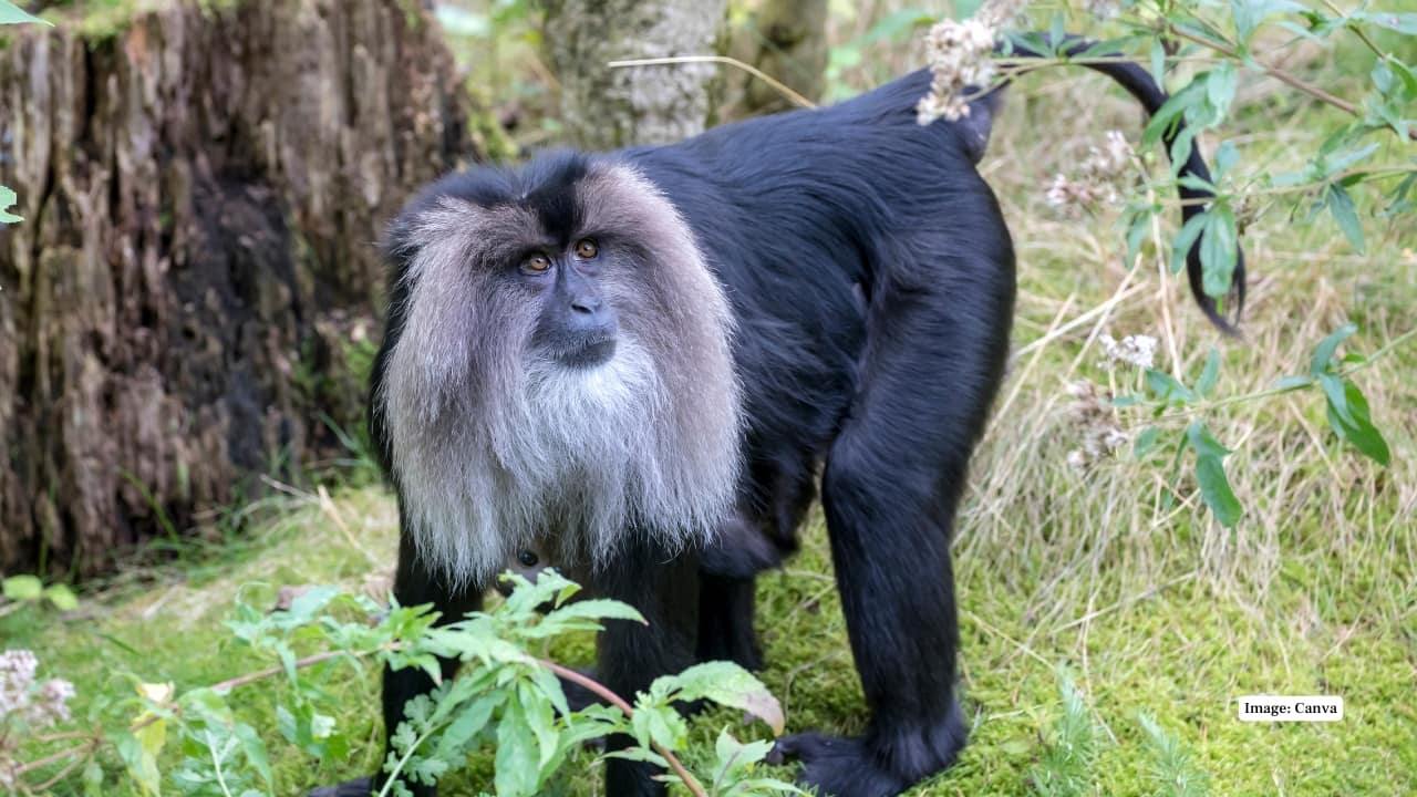 This Indian Wildlife Sanctuary Is the Only Place on Earth to See the Lion-Tailed Macaque