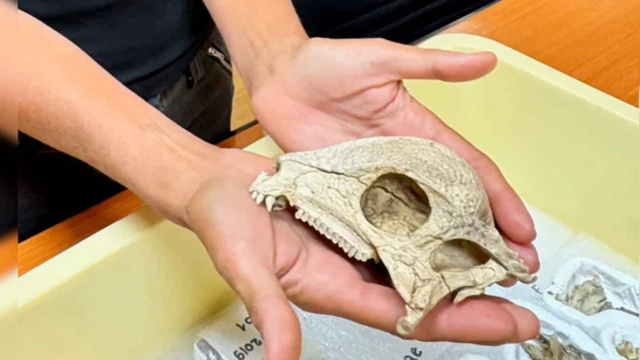 World's oldest dome-headed dinosaur unearthed in Mongolia’s Gobi Desert