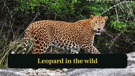 Leopard vs Jaguar: Similar spots, power and what really separates these big cats