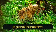 <strong>2. Jaguar in the rainforest:</strong> Jaguar prowls confidently through dense jungle, muscular body and larger rosettes defining its powerful presence in South America’s rainforests. (Image: Canva)
