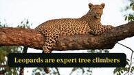 <strong>3. Leopard climbing a tree:</strong> Leopards drag heavy prey into trees for safety, displaying incredible agility, strength and climbing skills unmatched among other big cats. (Image: Canva)