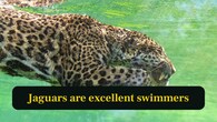 <strong>4. Jaguars are excellent swimmers:</strong> Unlike leopards, jaguars enjoy water, often swimming rivers and hunting aquatic prey, proving their unique strength and adaptability. (Image: Canva)