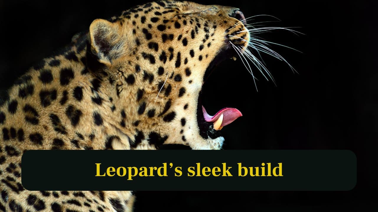 5. Leopard’s sleek build: Leopards are slim and athletic, designed for stealthy hunting, climbing trees and surviving across varied habitats across Africa and Asia. (Image: Canva) 5. Leopard’s sleek build: Leopards are slim and athletic, designed for stealthy hunting, climbing trees and surviving across varied habitats across Africa and Asia. (Image: Canva)