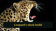<strong>5. Leopard’s sleek build:</strong> Leopards are slim and athletic, designed for stealthy hunting, climbing trees and surviving across varied habitats across Africa and Asia. (Image: Canva)
