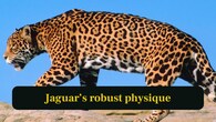 <strong>6. Jaguar’s robust physique:</strong> Jaguars have stockier frames and unmatched jaw strength, allowing them to crush skulls and pierce turtle shells with ease. (Image: Canva)