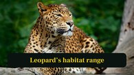 <strong>7. Leopard’s habitat:</strong> Leopards adapt to deserts, forests and savannahs across Africa and Asia. This makes them the most widespread wild big cat. (Image: Canva)