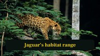 <strong>8. Jaguar’s habitat range:</strong> Jaguars thrive in South America’s rainforests, wetlands and rivers. They rely on dense jungle and waterways for hunting and survival. (Image: Canva)