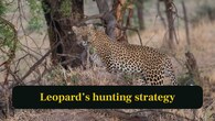 <strong>9. Leopard’s hunting strategy:</strong> Leopards stalk silently, ambushing prey with sudden bursts of speed before dragging it. (Image: Canva)