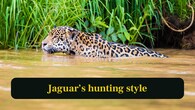 <strong>10. Jaguar’s hunting style:</strong> Jaguars use a crushing bite to the skull or brain, showcasing the strongest killing technique among all wild cats. (Image: Canva)