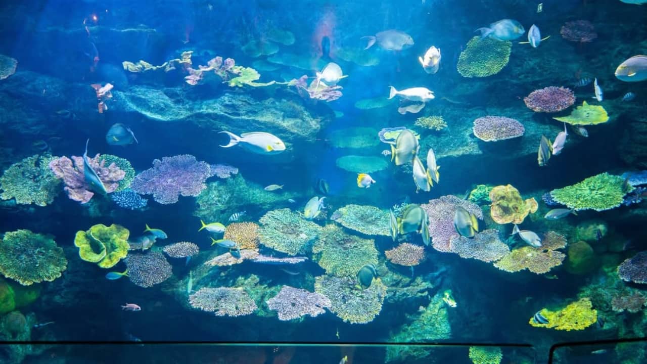 Sea Life Bangkok (Image: Instagram/@novotelbangkokplatinum)