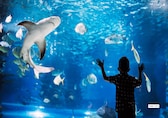 5 Spectacular Aquariums in Asia Showcasing Ocean Wonders