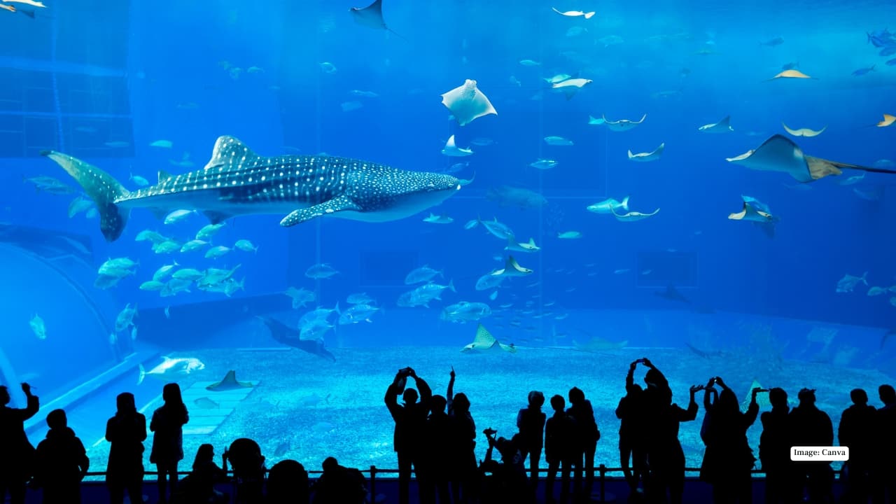 Okinawa Churaumi Aquarium, Japan